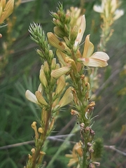 Onobrychis saxatilis