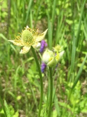 Anemone cylindrica