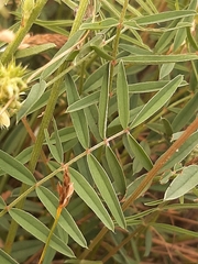 Onobrychis saxatilis