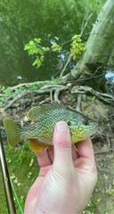 Lepomis gibbosus × cyanellus