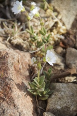 Cerastium beeringianum