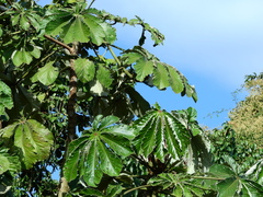 Cecropia