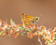 Ochlodes agricola