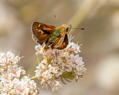 Ochlodes agricola