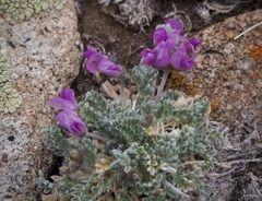 Oxytropis oreophila oreophila