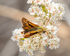 Ochlodes agricola