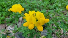 Lotus corniculatus