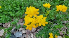 Lotus corniculatus