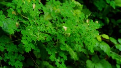 Thalictrum fendleri polycarpum