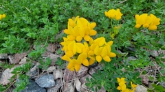 Lotus corniculatus