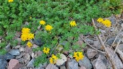 Lotus corniculatus