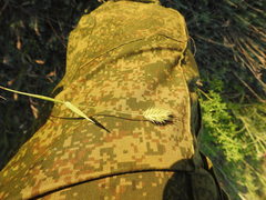 Eremopyrum orientale