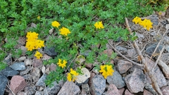 Lotus corniculatus