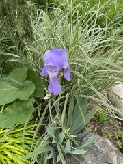 Iris pallida