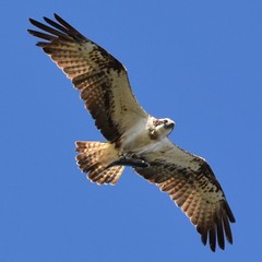 Pandion haliaetus