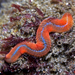 Notophyllinae - Photo (c) Josh Maxwell, some rights reserved (CC BY-NC), uploaded by Josh Maxwell