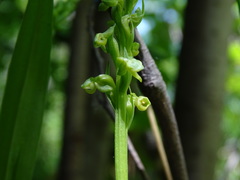 Platanthera huronensis