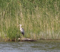 Ardea cinerea
