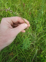 Desmodium sessilifolium