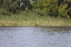 Ardea cinerea