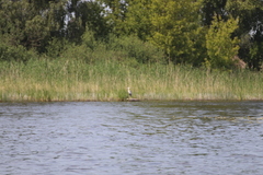 Ardea cinerea