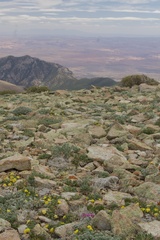 Oxytropis oreophila oreophila