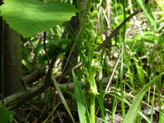 Platanthera huronensis
