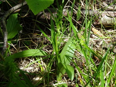 Platanthera huronensis