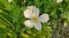 Anemonastrum canadense