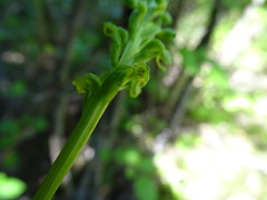 Platanthera huronensis