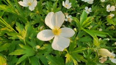 Anemonastrum canadense
