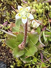 Micranthes stellaris