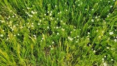 Anemonastrum canadense