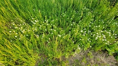 Anemonastrum canadense