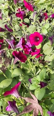 Petunia