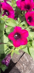 Petunia