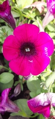 Petunia