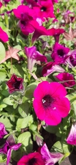 Petunia