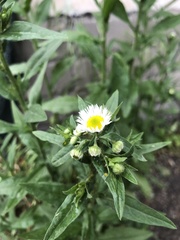 Erigeron annuus