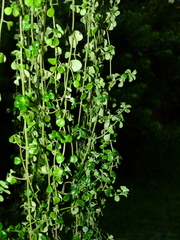 Pilea depressa