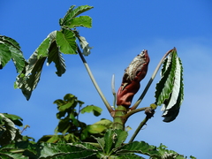 Cecropia
