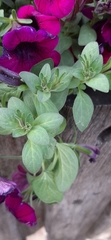 Petunia