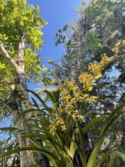 Oncidium sphacelatum