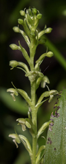 Platanthera flava herbiola