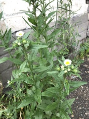 Erigeron annuus