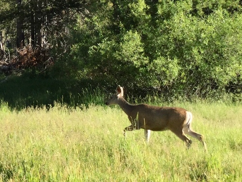 iNaturalist observation photo of Mule Deer