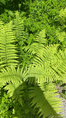 Deparia acrostichoides