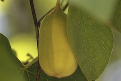 Aristolochia tomentosa