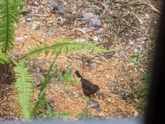 Troglodytes pacificus