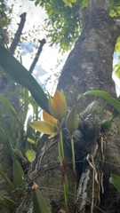 Lycaste aromatica